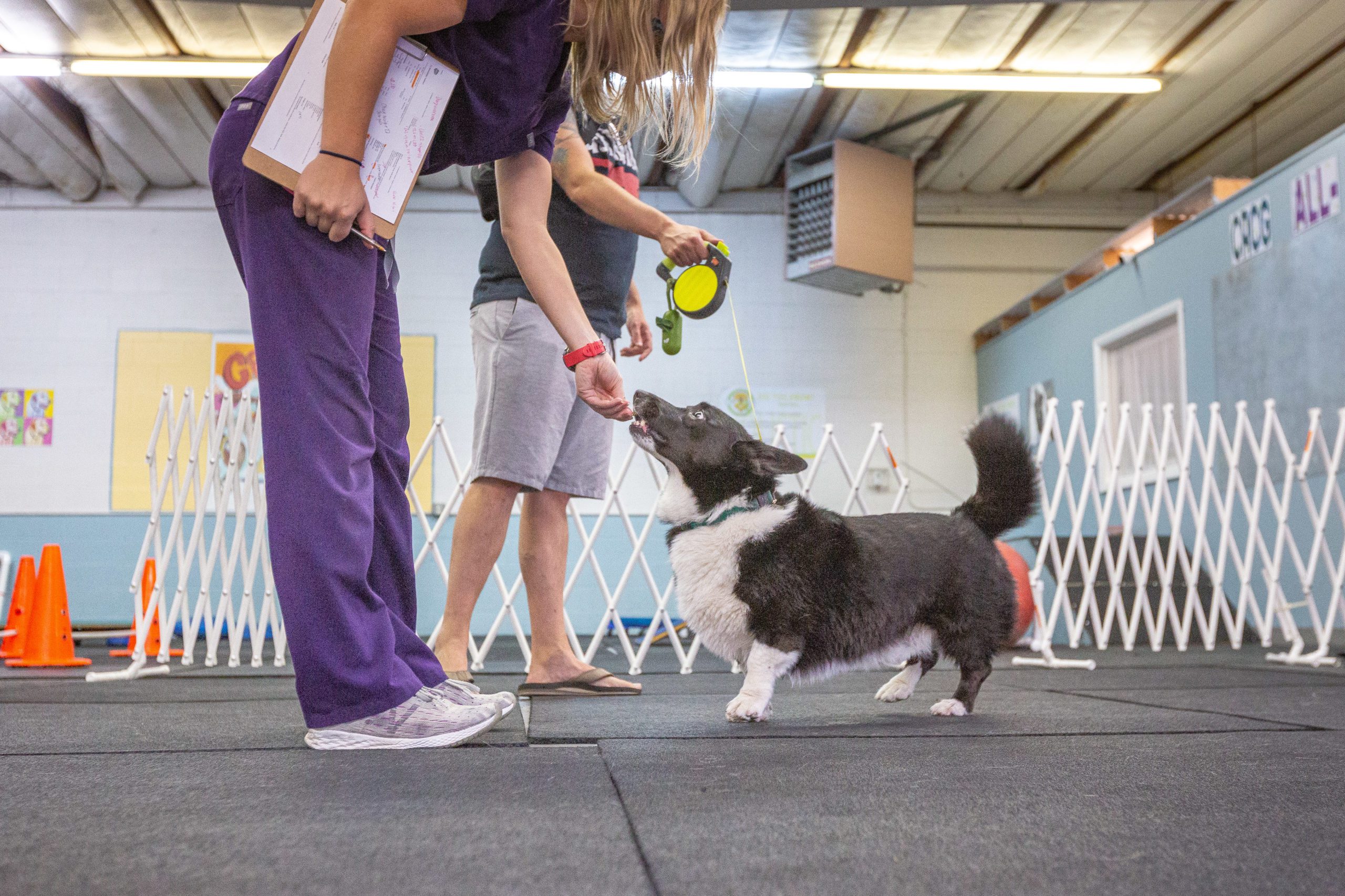 Canine Rehabilitation and Physical Therapy: 9781437703092