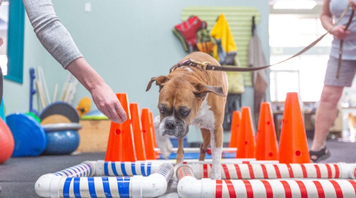 Canine Rehabilitation: Improving Your Dog's Mobility