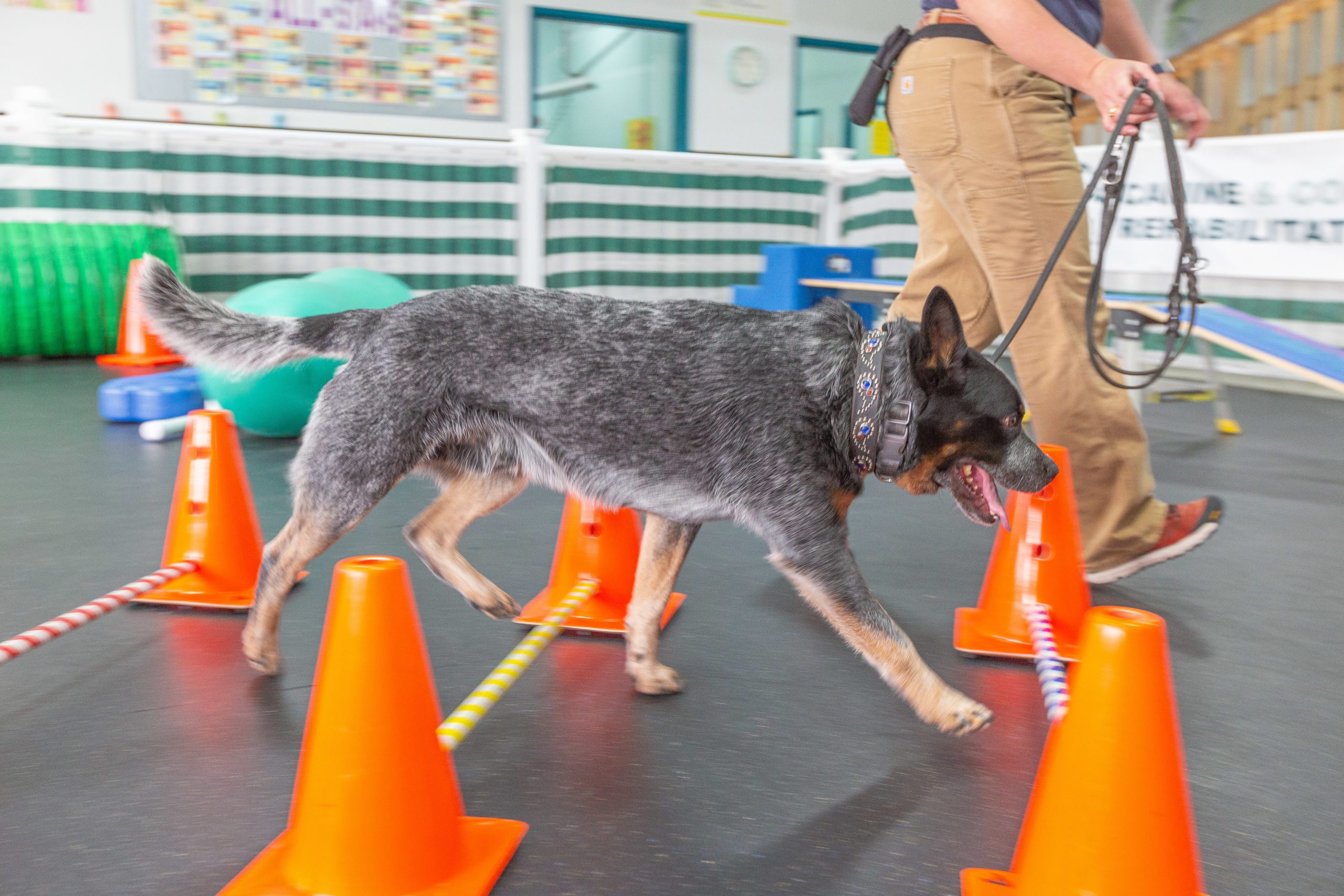 Why Denver Pet Owners and Veterinarians Choose CRCG