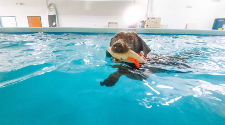Indoor recreational swimming for dogs