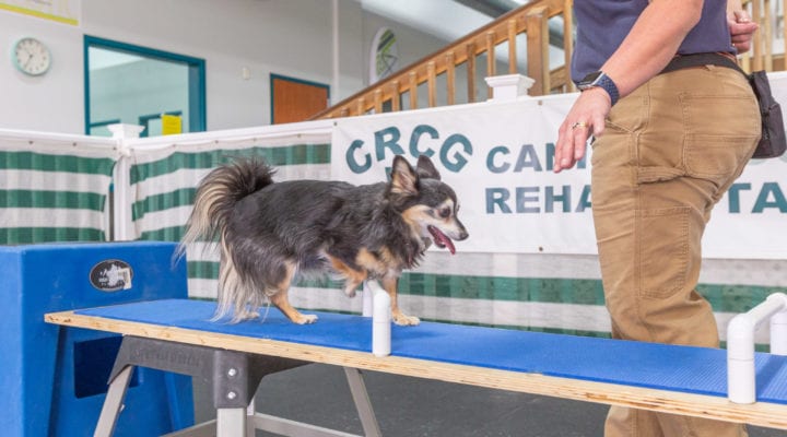 Canine Rehabilitation Tagline