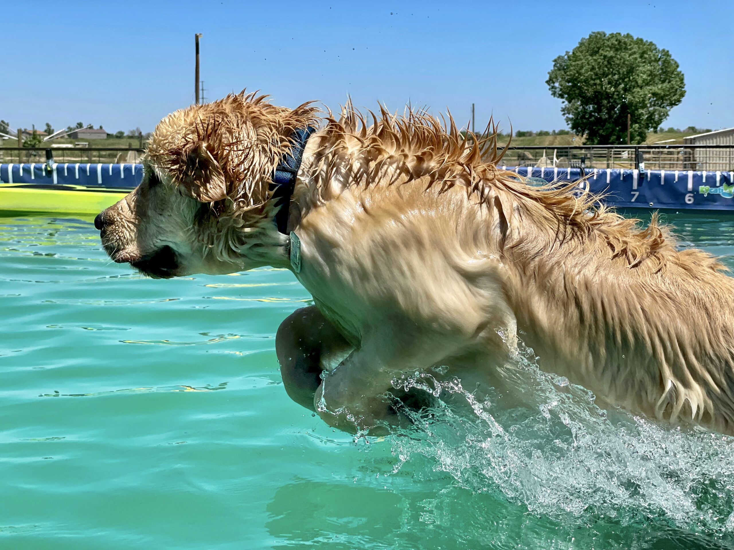 Understanding ACL vs. CCL Injuries in Dogs