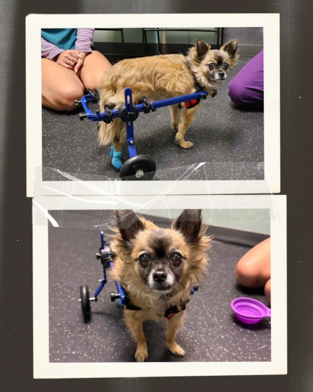 Canine Rehabilitation: Improving Your Dog's Mobility